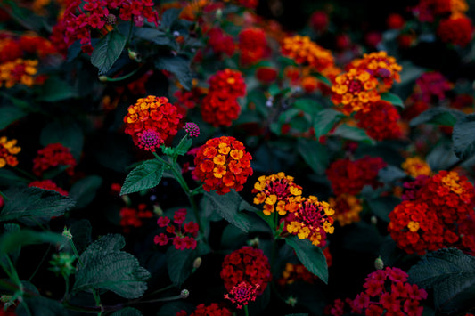 Lantana