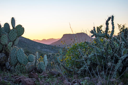 Black Canyon Greenery