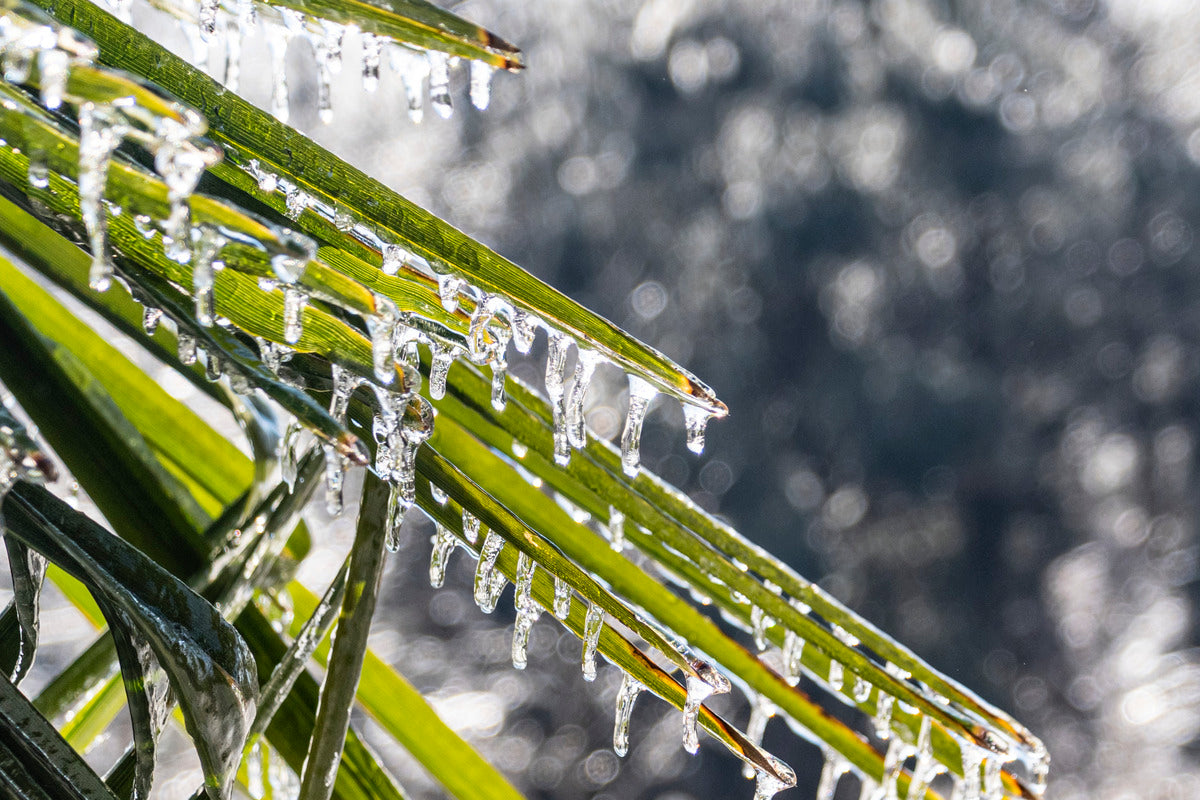 Icy Palm