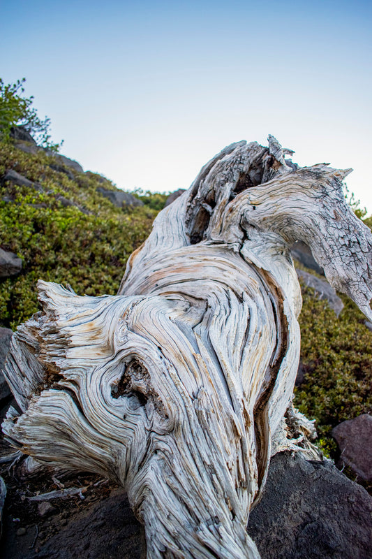 Ghost of Trees Past