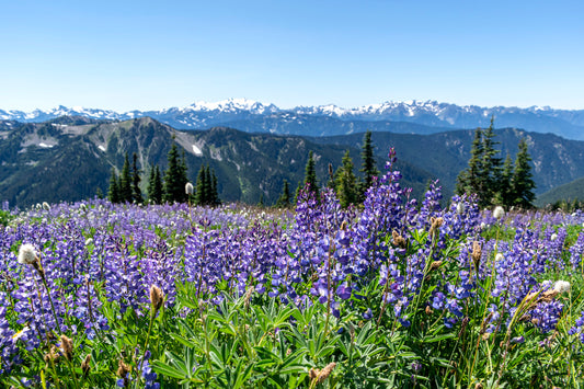 Olympic Lupine