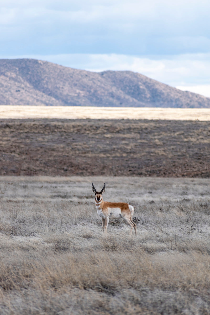 Lone Ranger