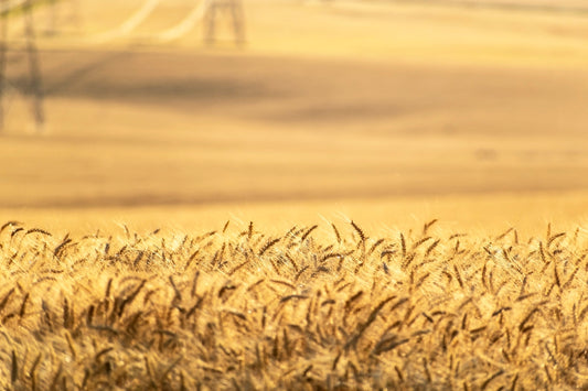 Amber Waves of Grain