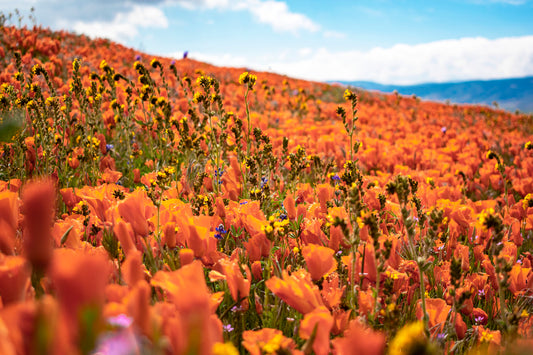 Orange Fields Forever