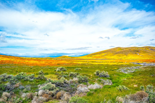 Hills Alive With Sound of Color