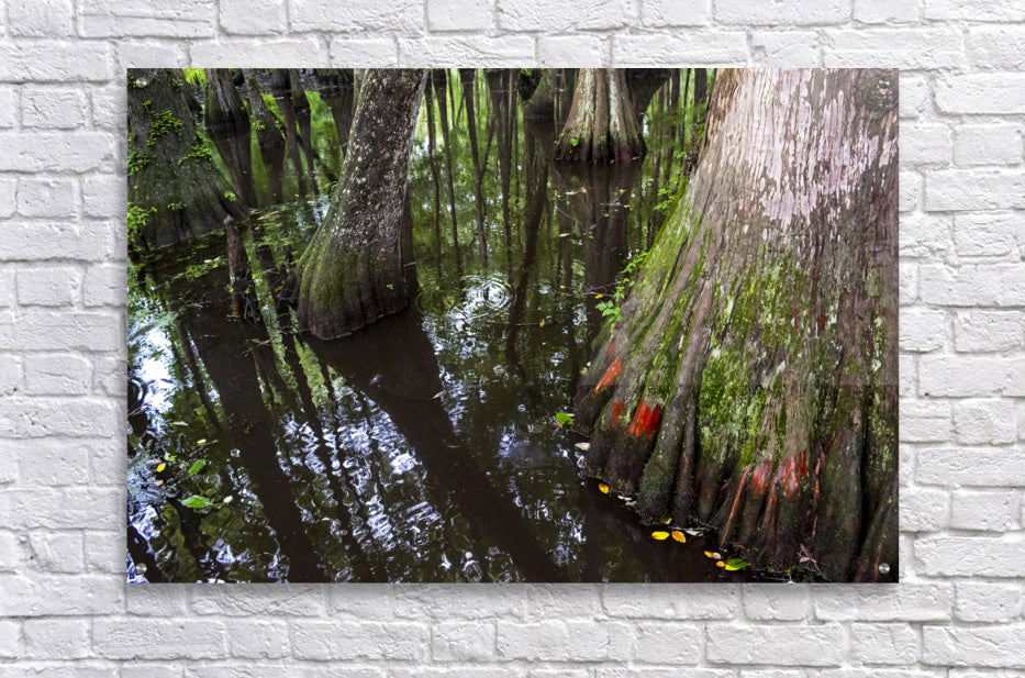 Acrylic Print