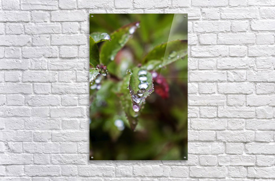 Acrylic Print