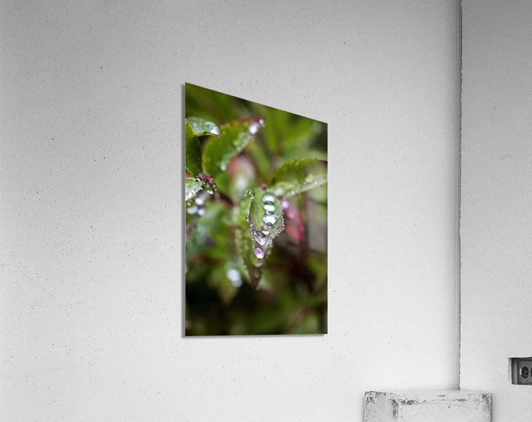 Acrylic Print